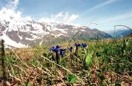 Enzian am Groglockner