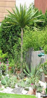 Cordyline australis