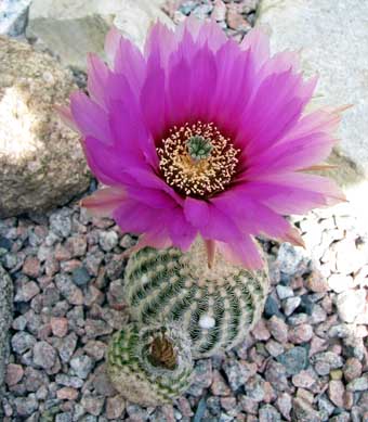 Echinocreus reichenbachii