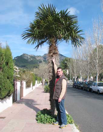 Trachycarpus in Soller